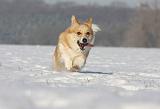 CORGI PEMBROKE 921